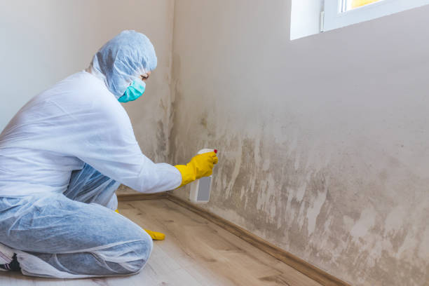 Licensed Attic Mold Removal service in Windsor, PA - WQB Mold Removal